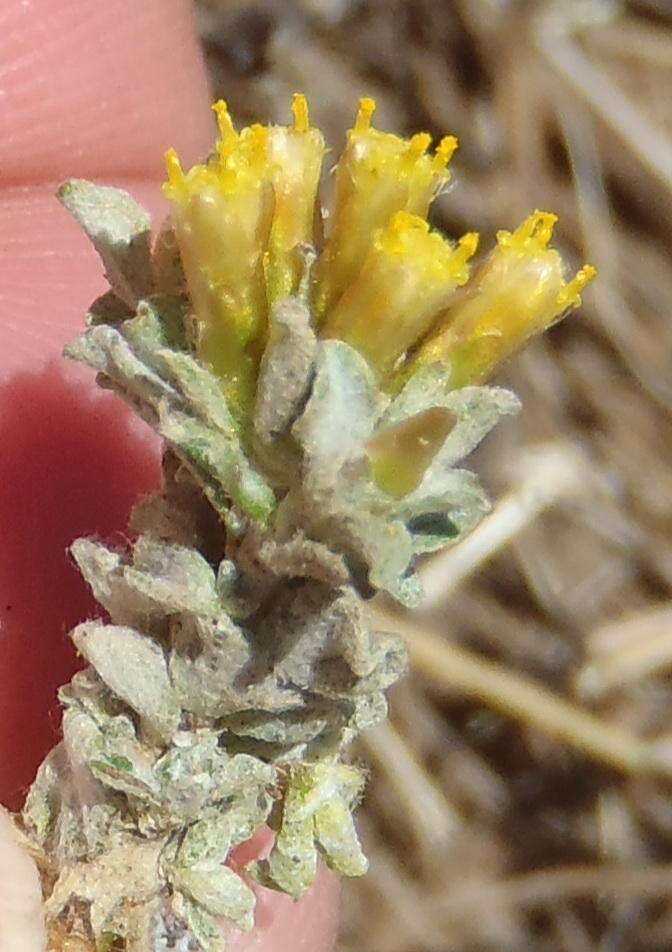 Слика од Helichrysum lucilioides Less.