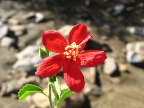 Image of Hibiscus elliottiae Harv.