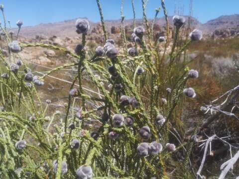 Image of Leucadendron dubium H. Buek ex Meissn.