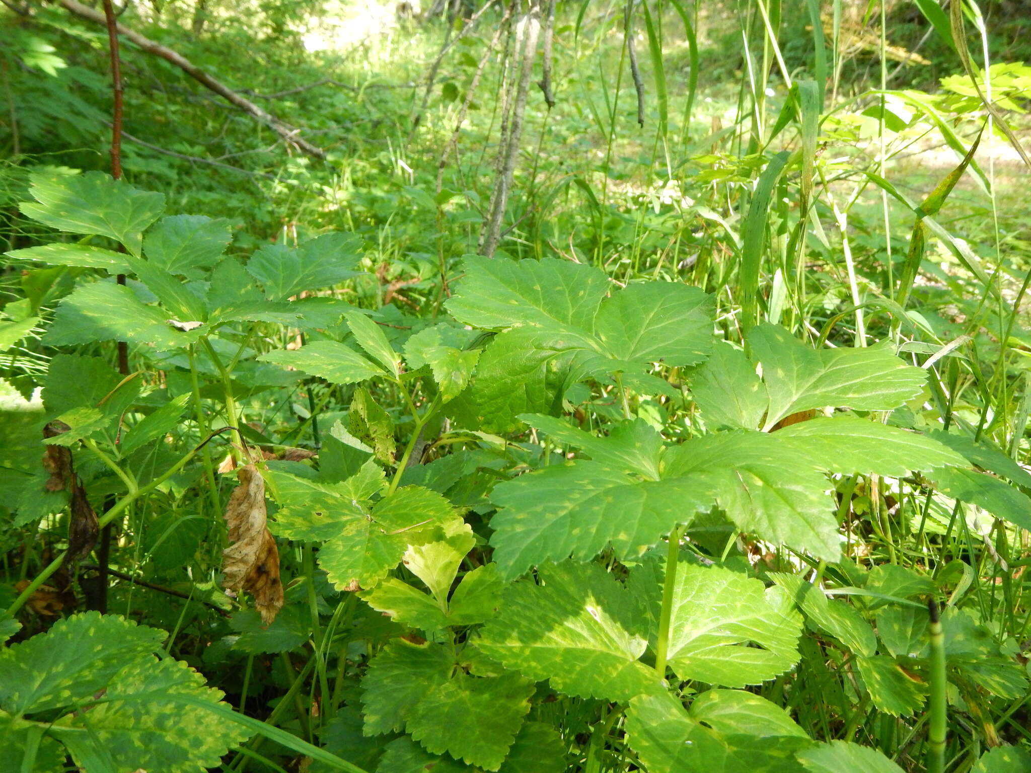 Imagem de Aegopodium latifolium Turcz.