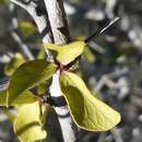 Image de Terminalia divaricata H. Perrier