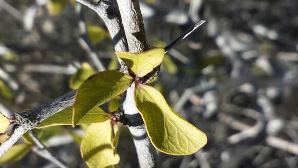 Image de Terminalia divaricata H. Perrier