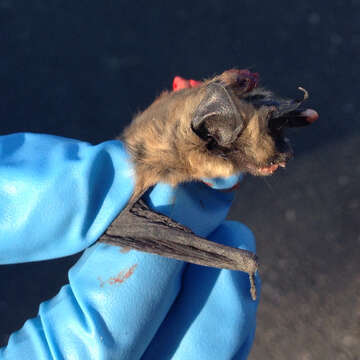 Image of Western Small-footed Myotis