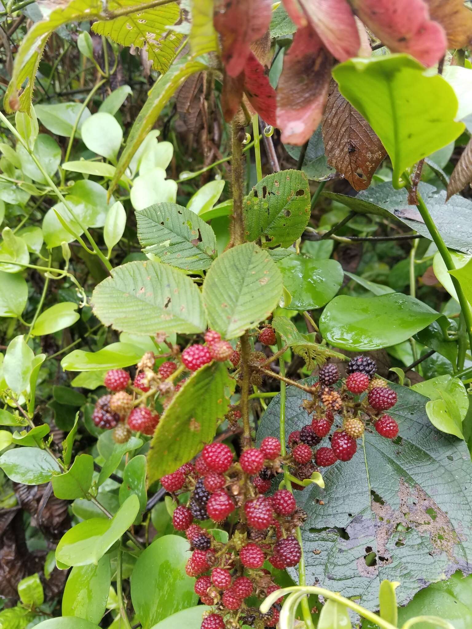 Image de Rubus urticifolius Poir.