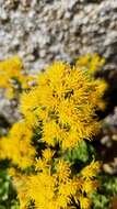 Image of Ericameria cuneata var. cuneata