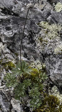 Image of Little Belt Mountain thimbleweed