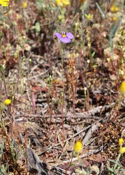 Image de Lobelia heterophylla Labill.