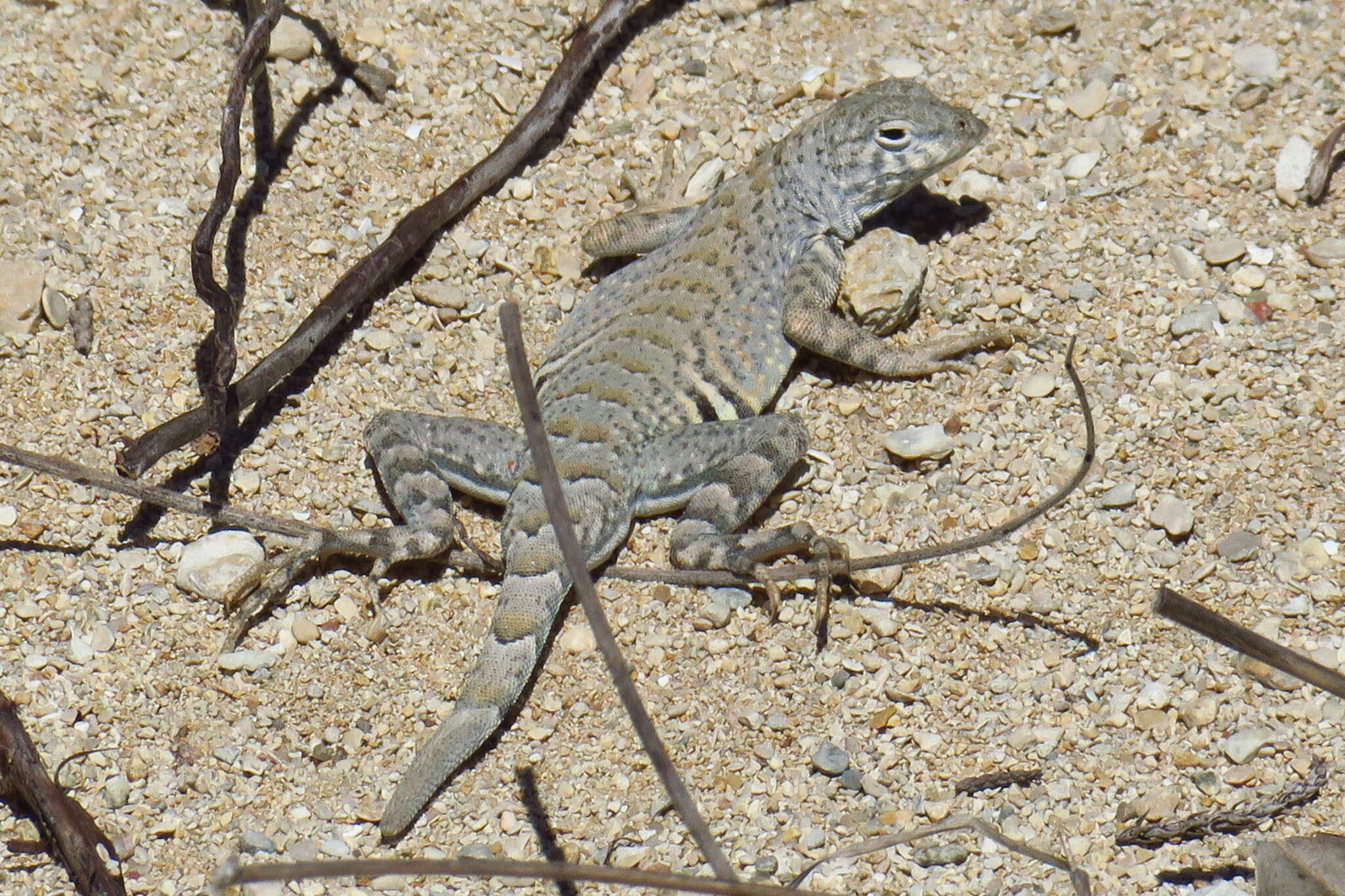 Image de Cophosaurus texanus texanus Troschel 1850