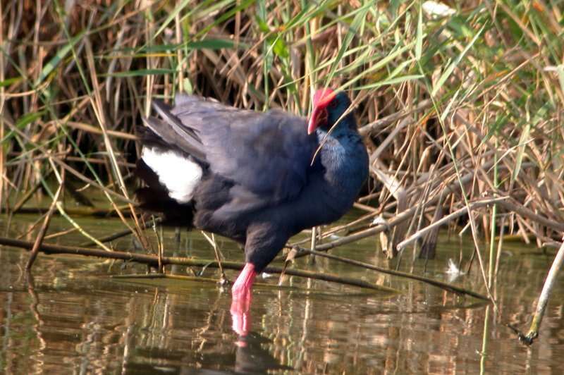 Image of Purple Swamphen