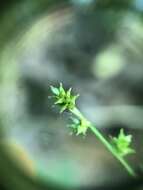 Image of Weak Stellate Sedge