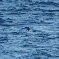 Image of Wedge-tailed Shearwater