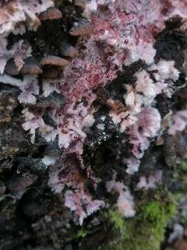 Hypochnella violacea Auersw. ex J. Schröt. 1888 resmi