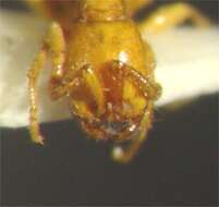 Image of Neivamyrmex nyensis Watkins 1977