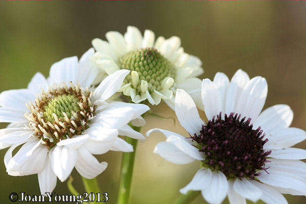 Image of Wild ox-eye daisy