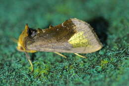 Image of scarce burnished brass