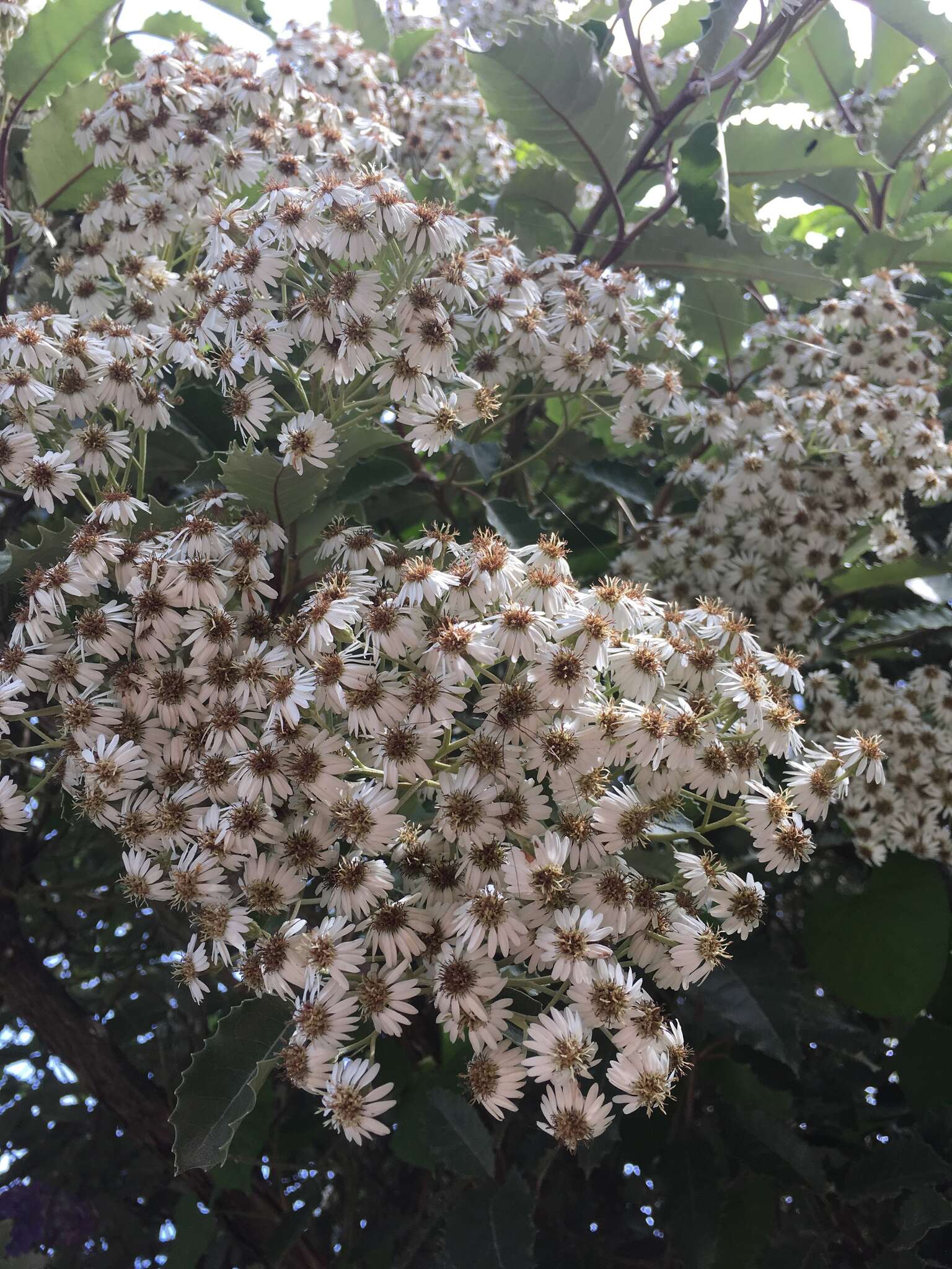 Imagem de Olearia macrodonta Baker