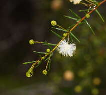 Image of juniper wattle