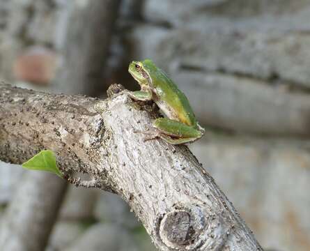 Image of Mediterranean Tree Frog