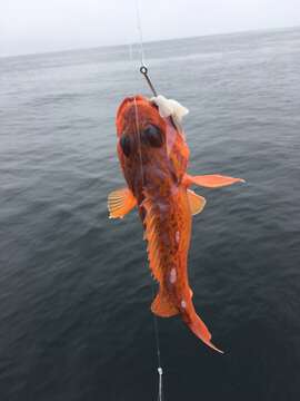 Image of Rosy rockfish