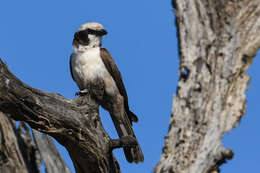 Image of Southern White-crowned Shrike