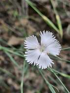 Plancia ëd Dianthus fragrans Bieb.