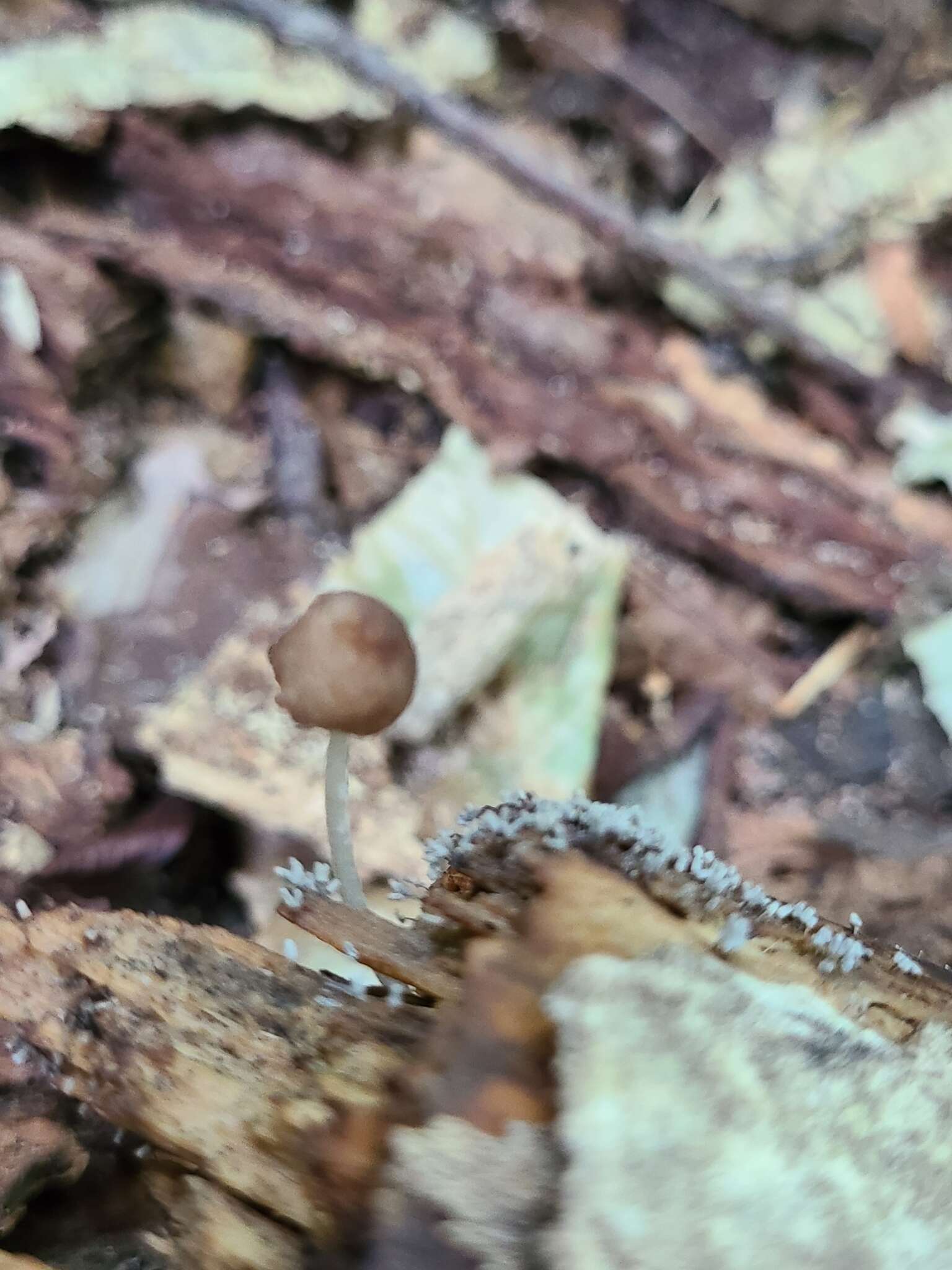 Image of Pluteus heteromarginatus Justo 2011