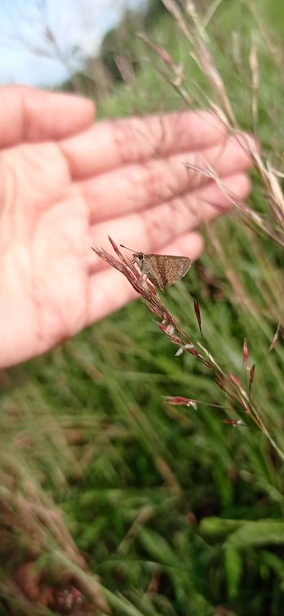 Image of Pygmy Scrub-hopper