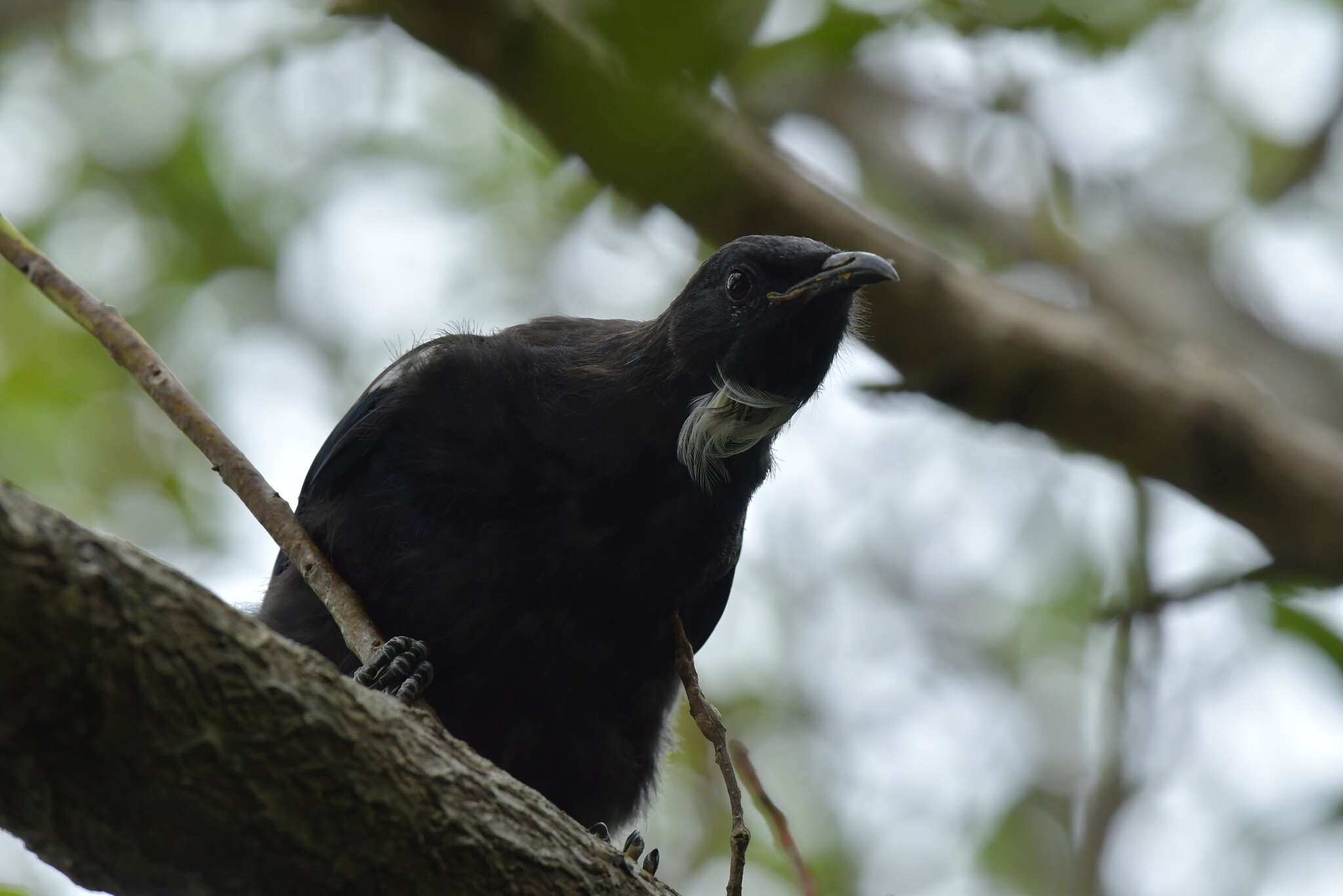 Image de Prosthemadera novaeseelandiae chathamensis Hartert 1928