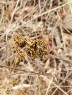 Image of Kaulfuss' lipfern