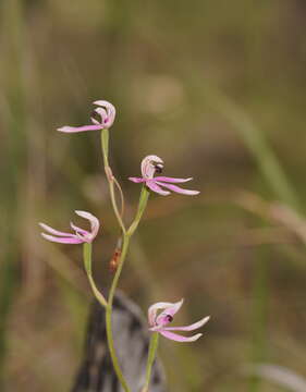 Image of Black-tongue caladenia