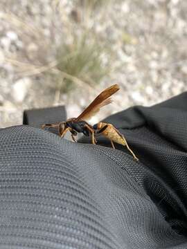 Image of <i>Polistes <i>comanchus</i></i> comanchus