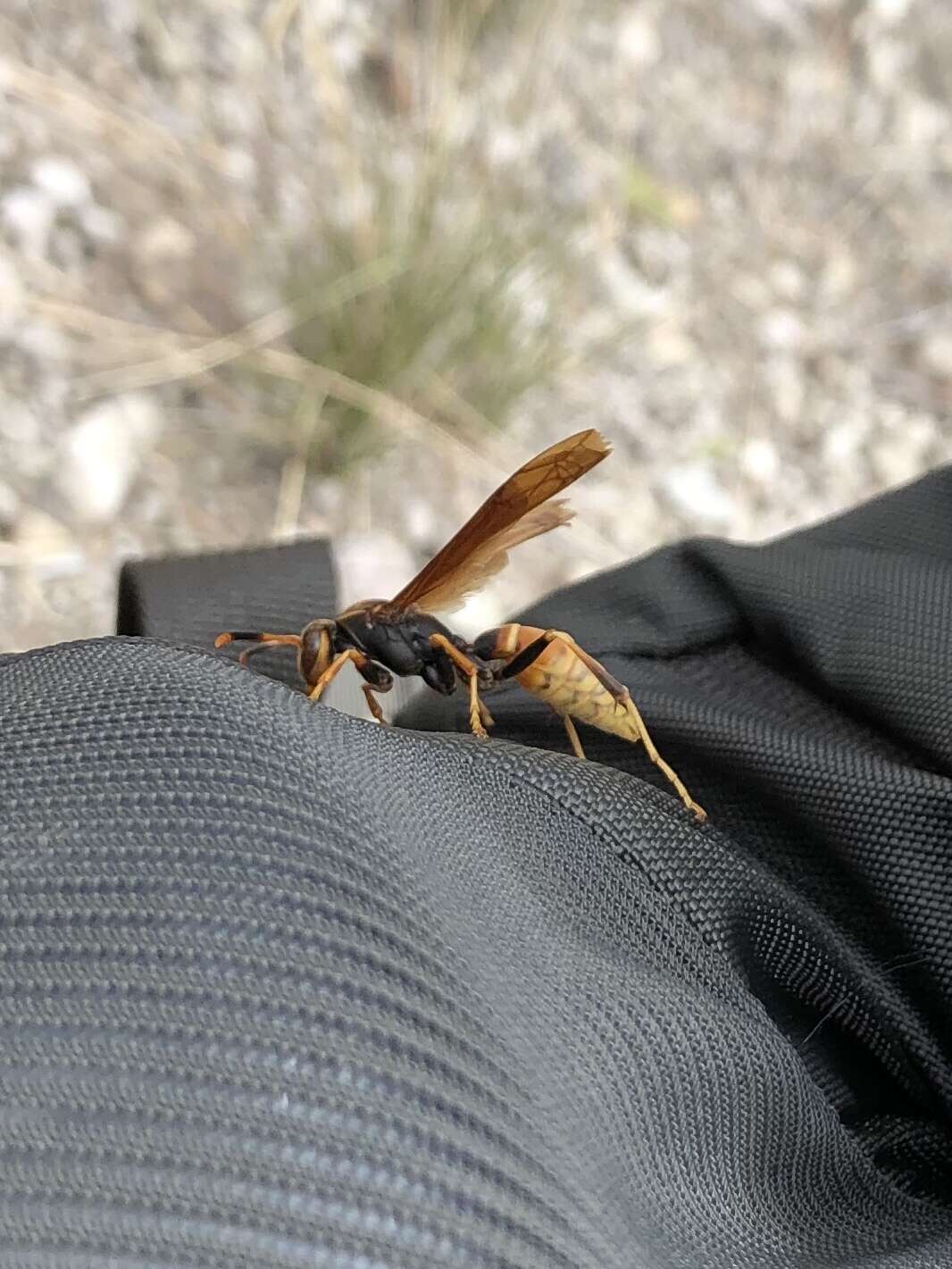 Image de <i>Polistes <i>comanchus</i></i> comanchus