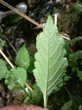 Image of ornamental nightshade