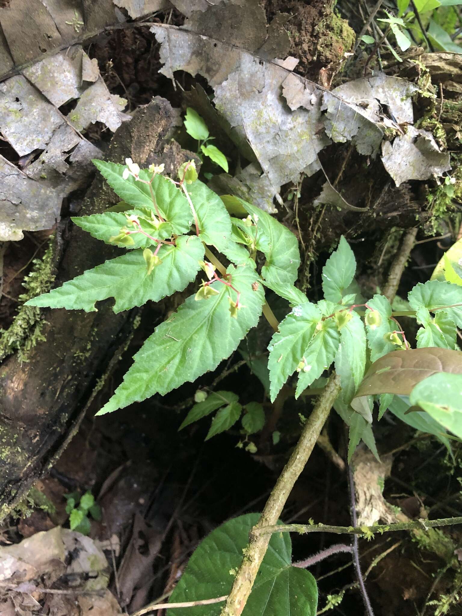 Image of Begonia humilis Aiton