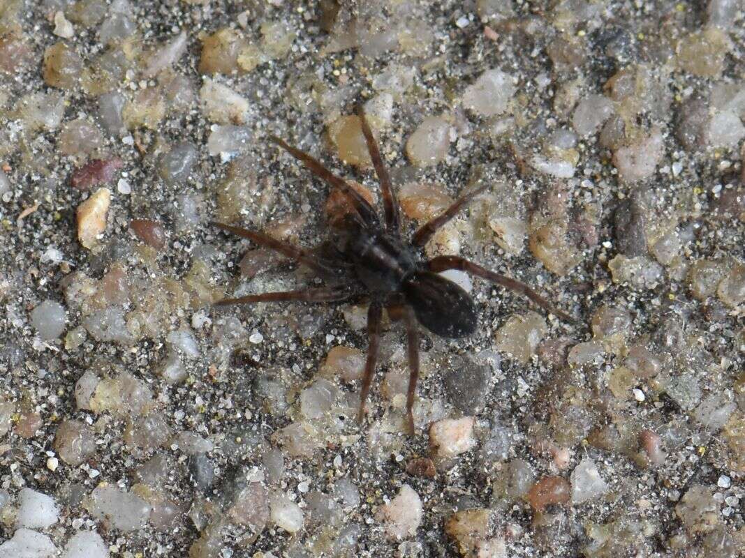 Image of Black lace-weaver