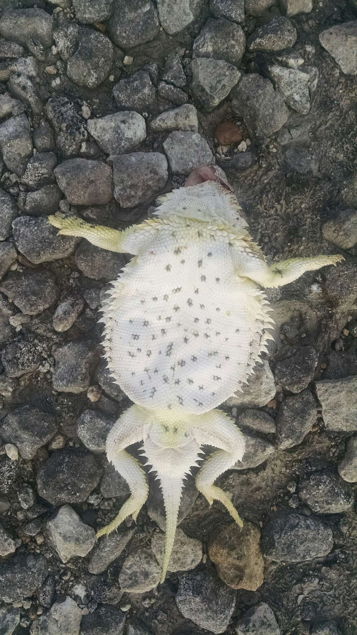 Image of Texas Horned Lizard