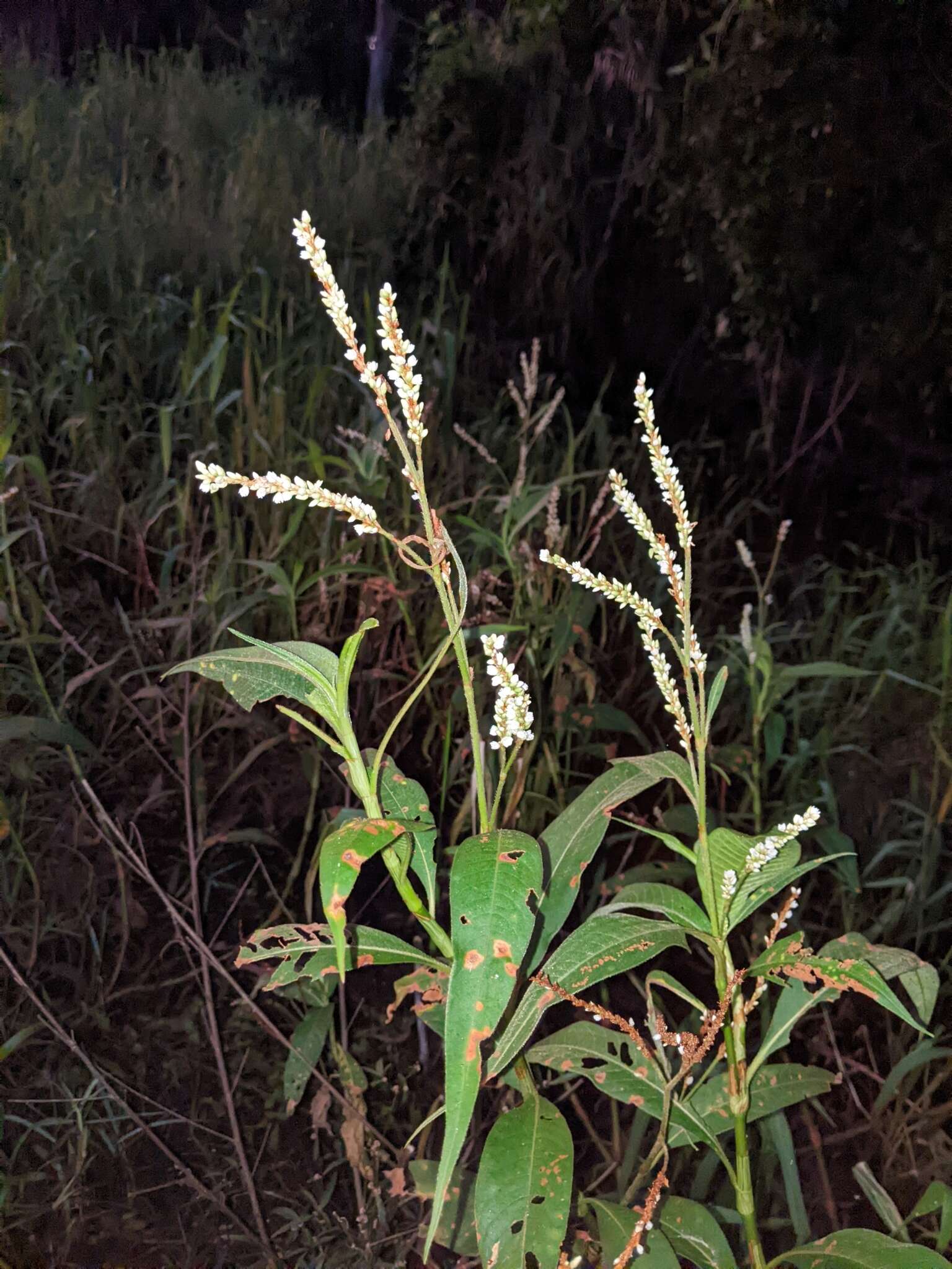 Image de Persicaria attenuata (R. Br.) Sojak