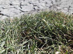 Image of saltmarsh alkaligrass