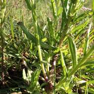 Image of Fringe-Leaf Lobelia