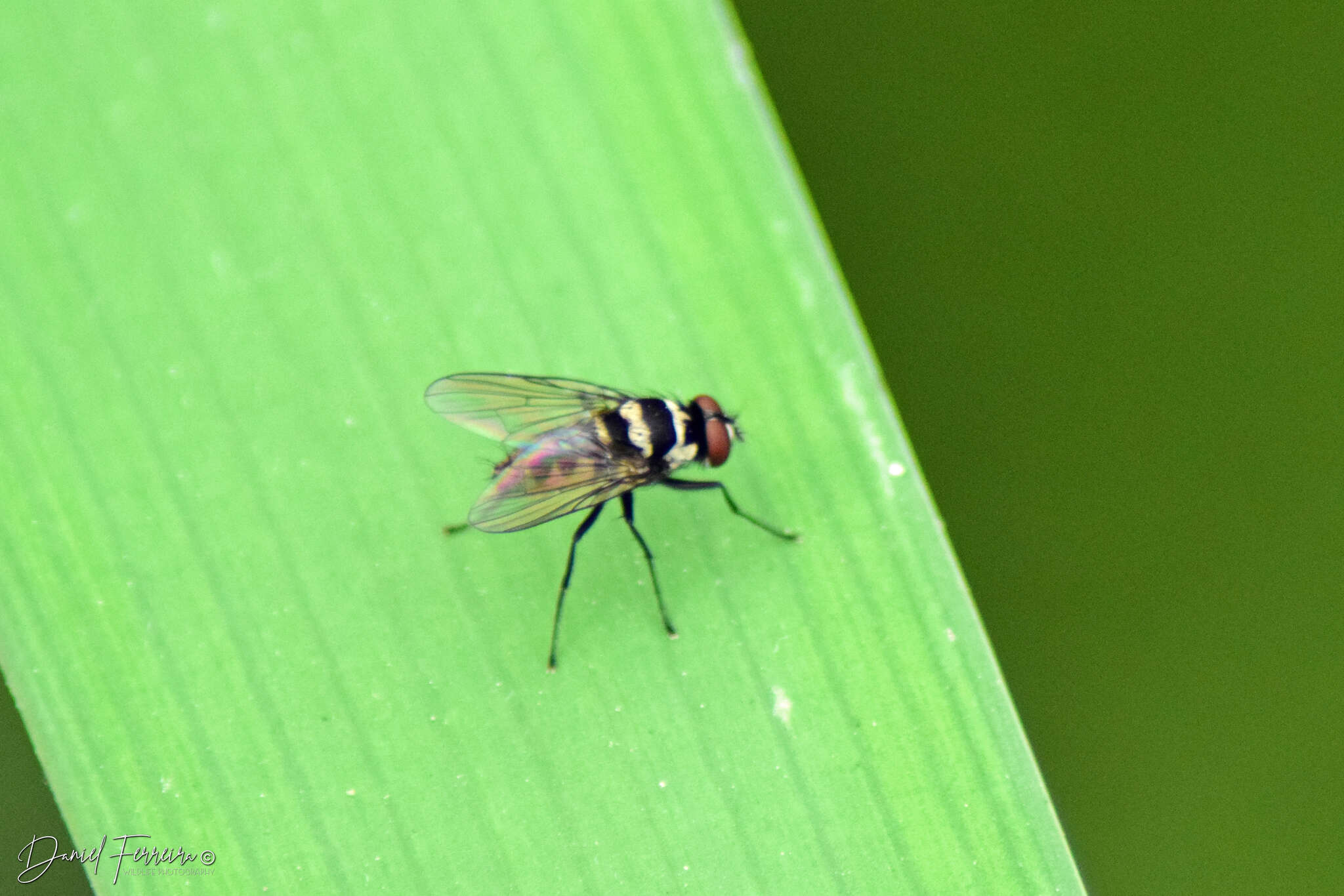 Imagem de Limnophora obsignata (Rondani 1866)