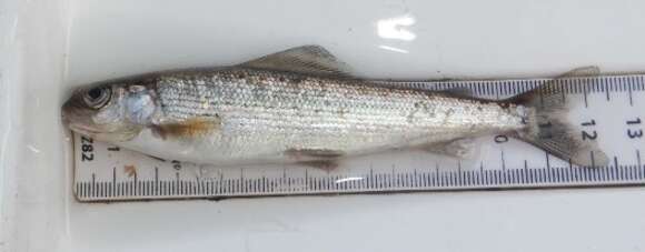 Image of grayling