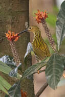 Image of Streaked Spiderhunter