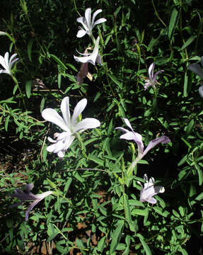 Image of Barleria pretoriensis C. B. Cl.