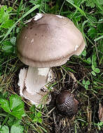 Image of Umber-zoned ringless amanita