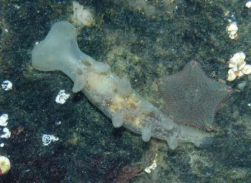 Image of Cowled nudibranch