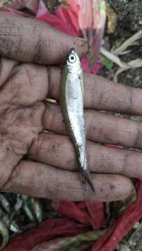 Image of Large razorbelly minnow