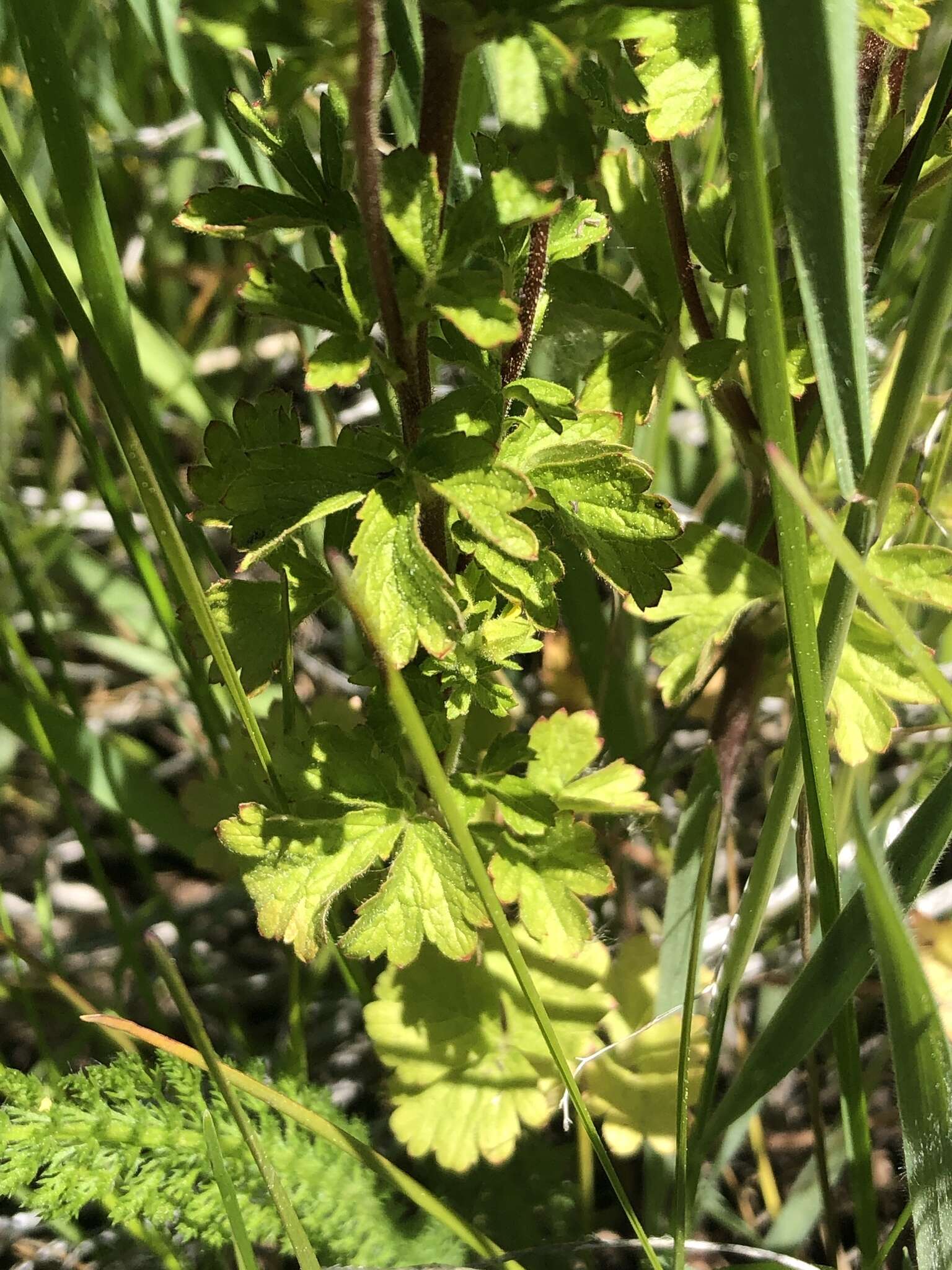 Image of biennial cinquefoil