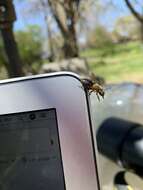 Image of Neighborly Andrena