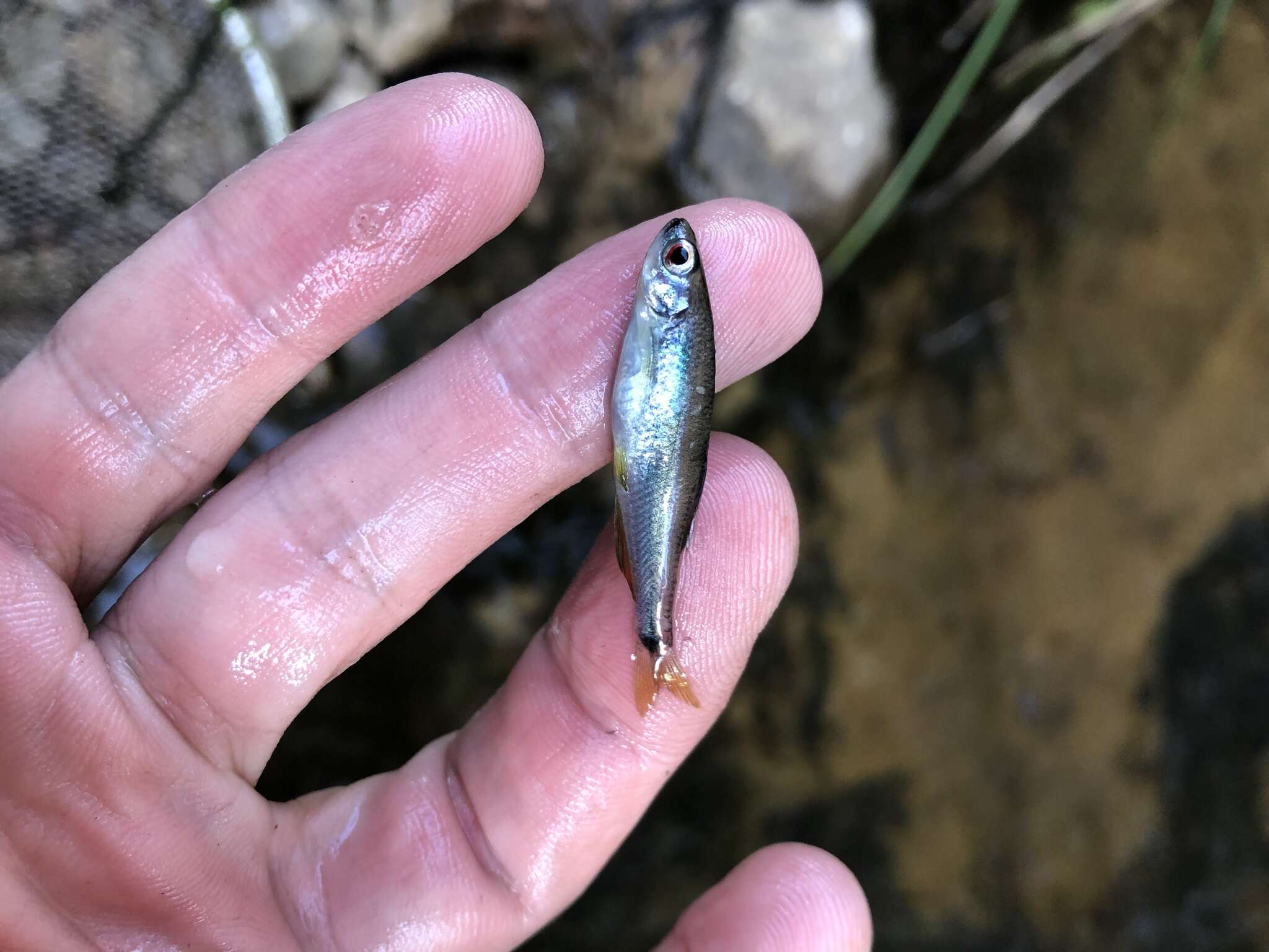 Image of Sailfin Shiner