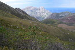 Imagem de Protea aurea subsp. aurea